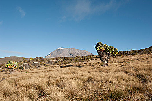 顶峰,灭绝,火山,乞力马扎罗山国家公园,路线,坦桑尼亚,东非,非洲