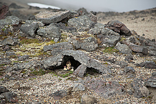 冰岛,特罗尔,两只鸟,熔岩原