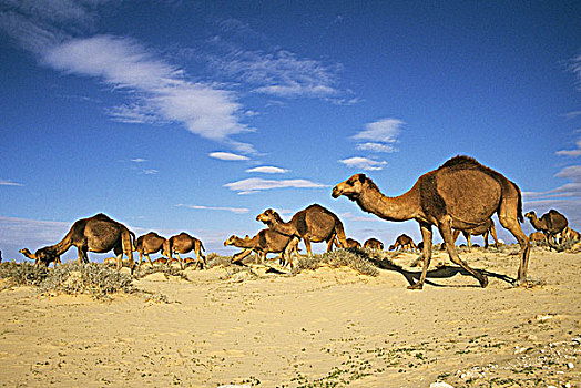 突尼斯,牧群,单峰骆驼