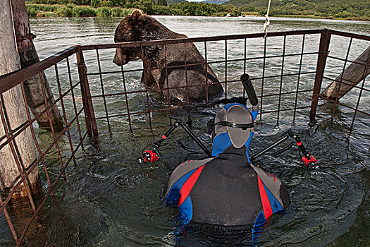 摄影,棕熊,堪察加半岛,俄罗斯