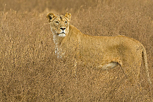 非洲,坦桑尼亚,雌狮,猎捕,恩戈罗恩戈罗火山口