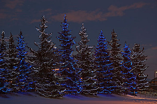 卡尔加里,艾伯塔省,加拿大,排,常青树,圣诞灯光
