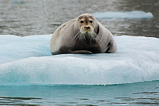 挪威,斯瓦尔巴特群岛,7月14日,髯海豹,浮冰