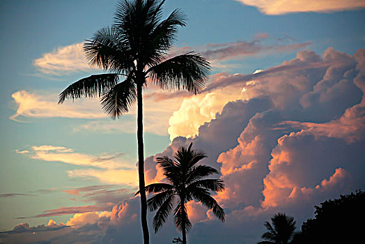 云,发光,日落,棕榈树,毛伊岛,夏威夷,美国