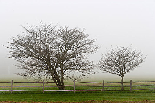 美国,佛蒙特州,树,栅栏,雾状,早晨