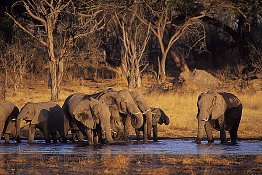 博茨瓦纳,奥卡万戈三角洲,莫瑞米,野生动植物保护区,大象,牧群,喝,夜光