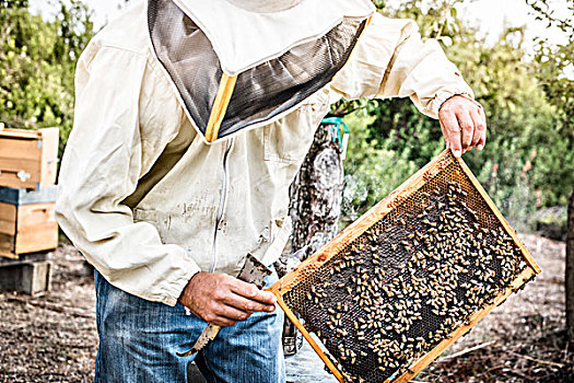 养蜂人,拿着,蜂窝,蜜蜂