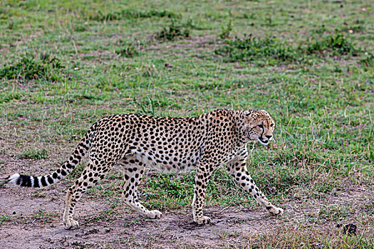 印度豹,猎豹,马赛马拉国家保护区,肯尼亚,东非