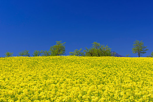 油菜花,地点