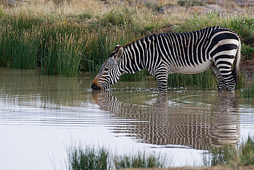 角山斑马,斑马,成年,水中,喝,斑马山国家公园,东开普省,南非,非洲