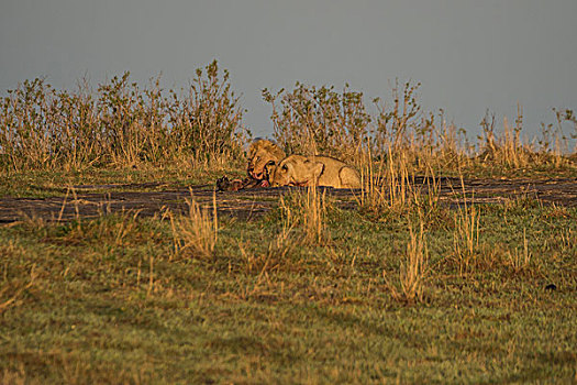 非洲肯尼亚马赛马拉国家公园狮子群吃水牛