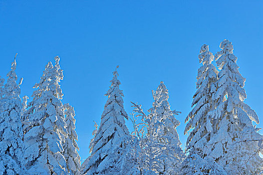 积雪,针叶树,冬天,格罗塞尔,法兰克福,黑森州,德国