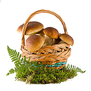 牛肝菌,蘑菇,篮子