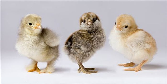 家居,鸡,家鸡,幼禽,展示,基因,带来,室外,特性,帮助,家禽