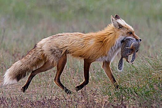 红狐,狐属,女性,地松鼠,捕食