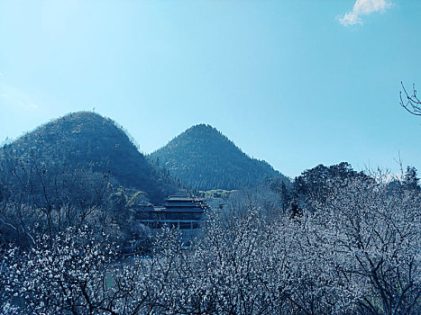 梅花季贵州醇景区