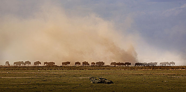 角马,安伯塞利国家公园,裂谷,肯尼亚