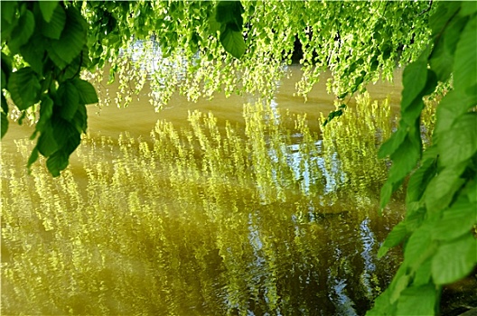 水塘,春天