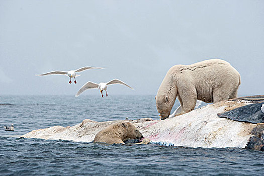 挪威,斯瓦尔巴特群岛,斯匹次卑尔根岛,岛屿,北极熊,畜体,死,鳍鲸,漂浮,港口
