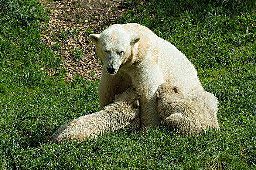 北极熊,女性,吸吮,6个月,慕尼黑,上巴伐利亚,巴伐利亚,德国,欧洲