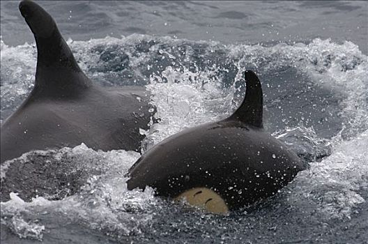 逆戟鲸,加拉帕戈斯群岛,厄瓜多尔