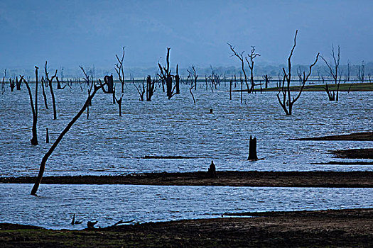 枯木,水中,国家公园,斯里兰卡