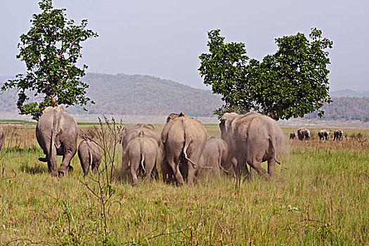 印度,亚洲象,国家公园