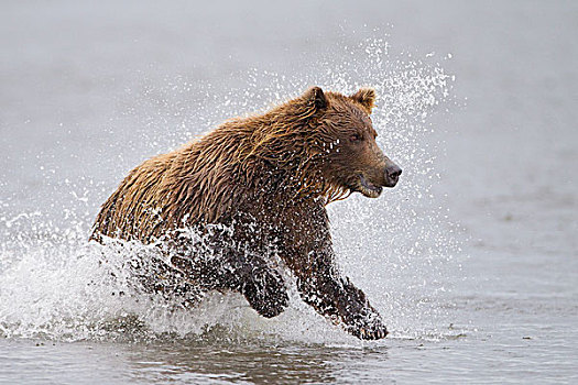 大灰熊,棕熊,克拉克湖,国家公园,阿拉斯加