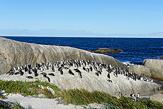 非洲企鹅,黑脚企鹅,生物群,岩石上,靠近,漂石,海滩,城镇,西海角,南非,非洲