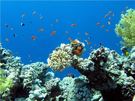 彩色,珊瑚礁,热带,海洋,水下