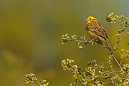金翼啄木鸟,黄鹀,栖息,枝头