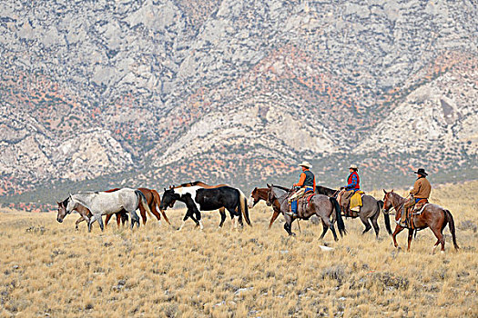 牛仔,女牛仔,放牧,马,荒野,落基山脉,怀俄明,美国