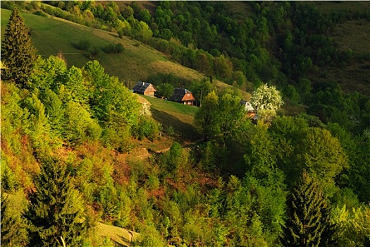 农舍,花,树,喀尔巴阡山脉地区