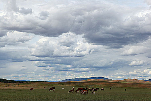 科尔沁草原