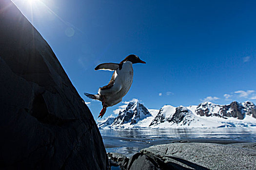 南极,巴布亚企鹅,跳跃,石头,山地,海岸线