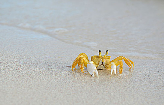 加勒比,英属维京群岛,灵异,螃蟹
