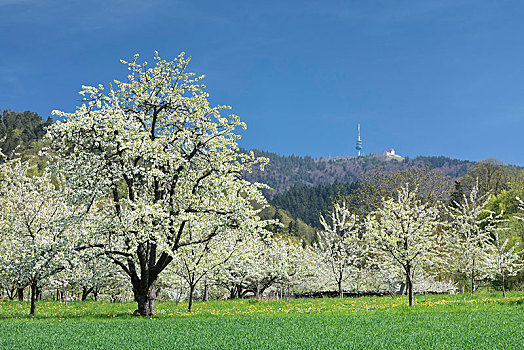 樱花,风景,山谷,山,传送,陆地,黑森林,巴登符腾堡,德国,欧洲