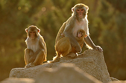 野生动物猴子母子