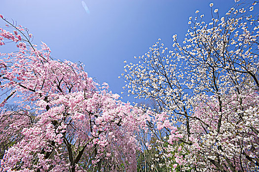 盛开,樱花,二条城,京都,日本