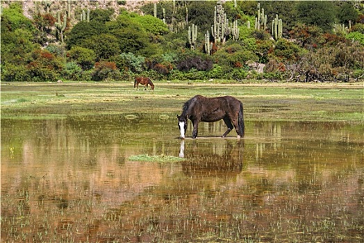 马,湿地