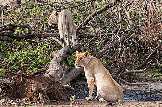 母狮,狮子,马赛马拉国家保护区,肯尼亚