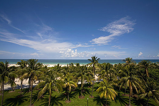 美国,佛罗里达,迈阿密海滩,棕榈树,南海滩,大西洋