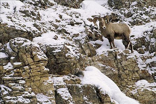大角羊,站立,积雪,悬崖,黄石国家公园,怀俄明