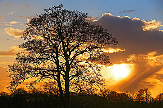 剪影,树,阴天,日落,自然保护区,石荷州,德国,欧洲