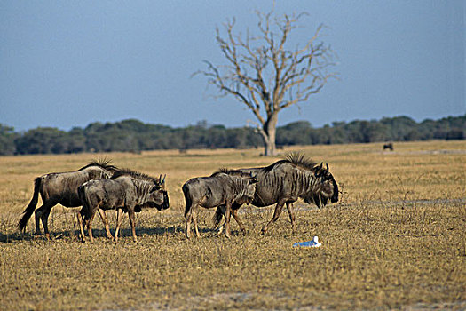 侧面,四个,角马,走,土地,万基国家公园,津巴布韦
