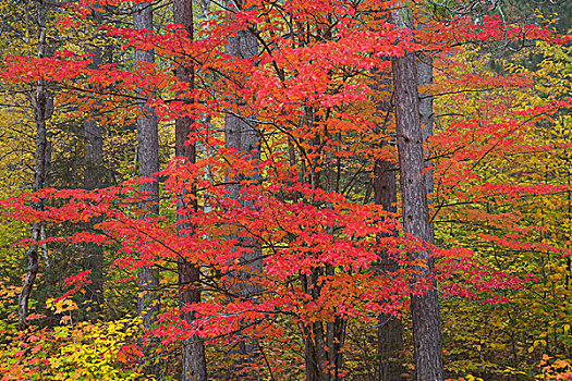 红色,树,秋色,半岛,密歇根
