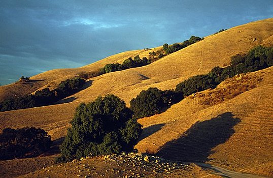 树,山坡,加利福尼亚,美国