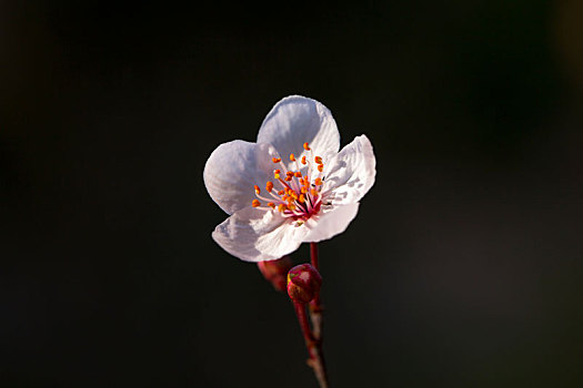 紫叶梅花