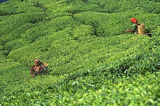 茶,采摘者,喀拉拉,印度