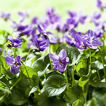 花园,香堇菜,特写,花,花坛,植物,春花,堇菜科,紫罗兰,许多,紫色,自然,漂亮